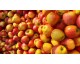 Pommes variété "Dalirène"
