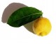 citron bergamote