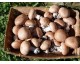 250 g champignons bruns