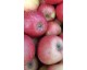 Pommes variété "Reine des Reinettes"